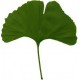 Ginkgo biloba    100 gr